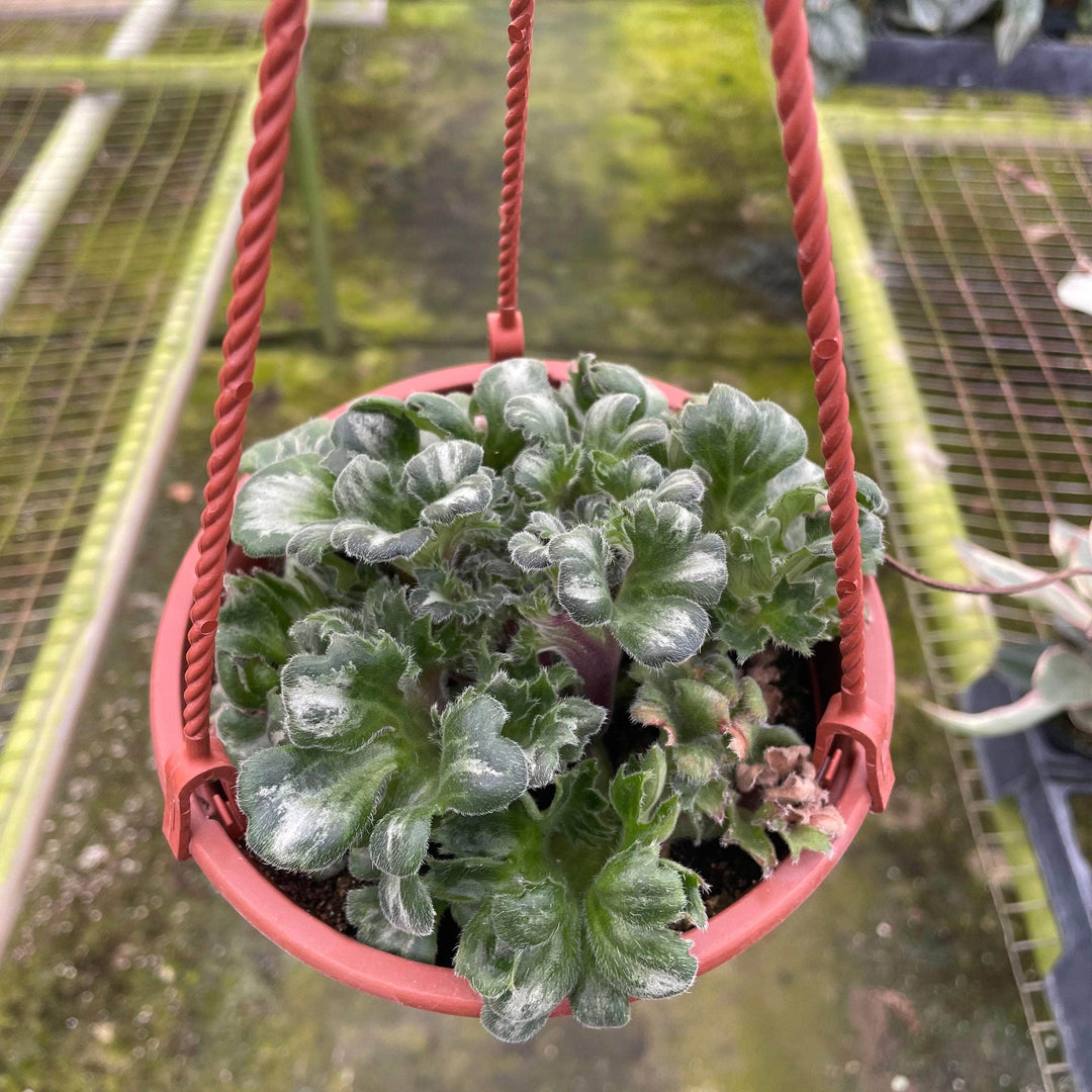 Gabriella Plants Gesneriad 6” Primulina 'Curly Loki'