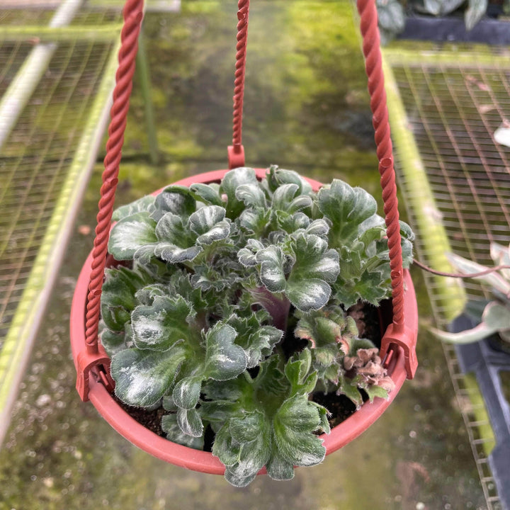 Gabriella Plants Gesneriad 6” Primulina 'Curly Loki'