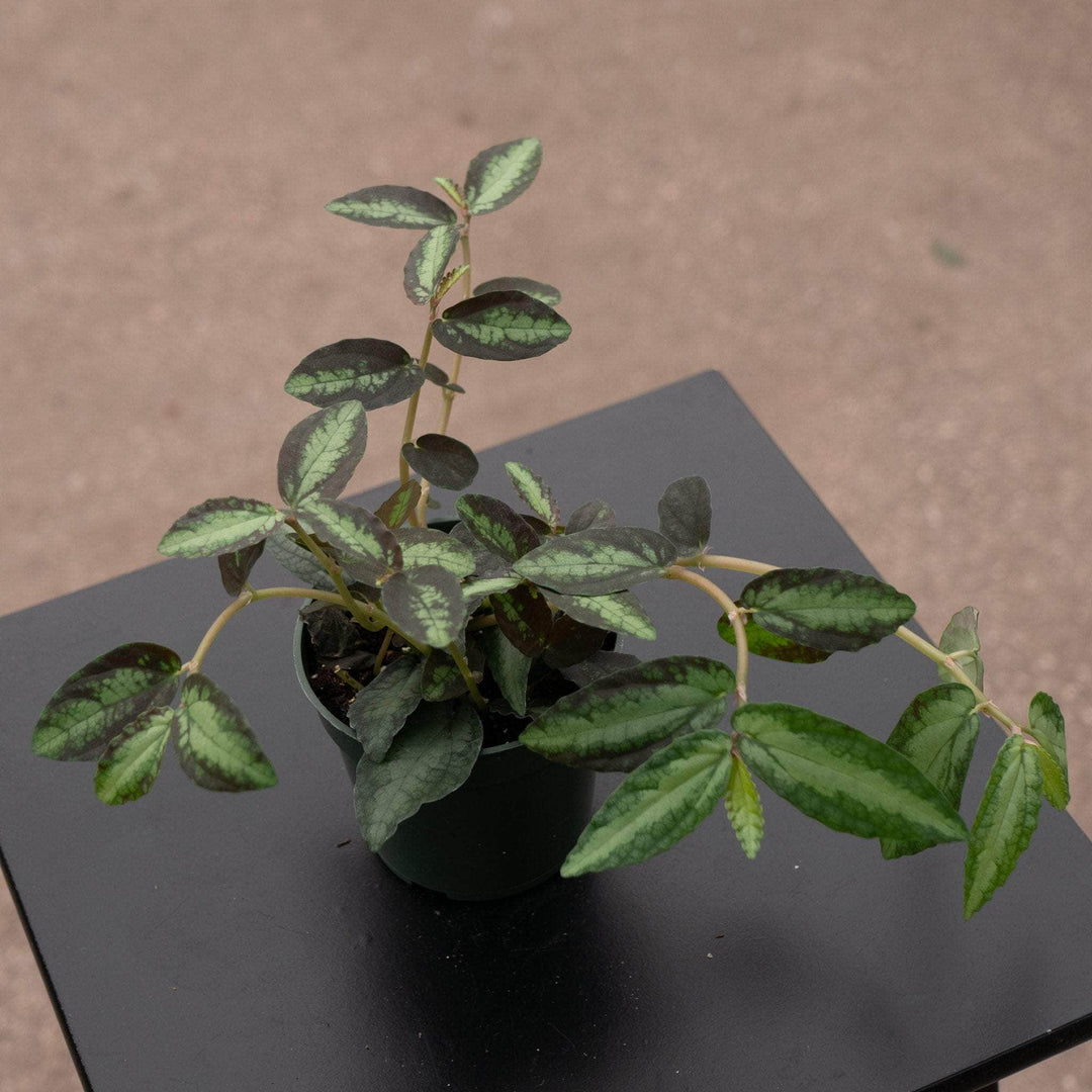 Gabriella Plants All 4" Procris repens 'Watermelon Begonia'