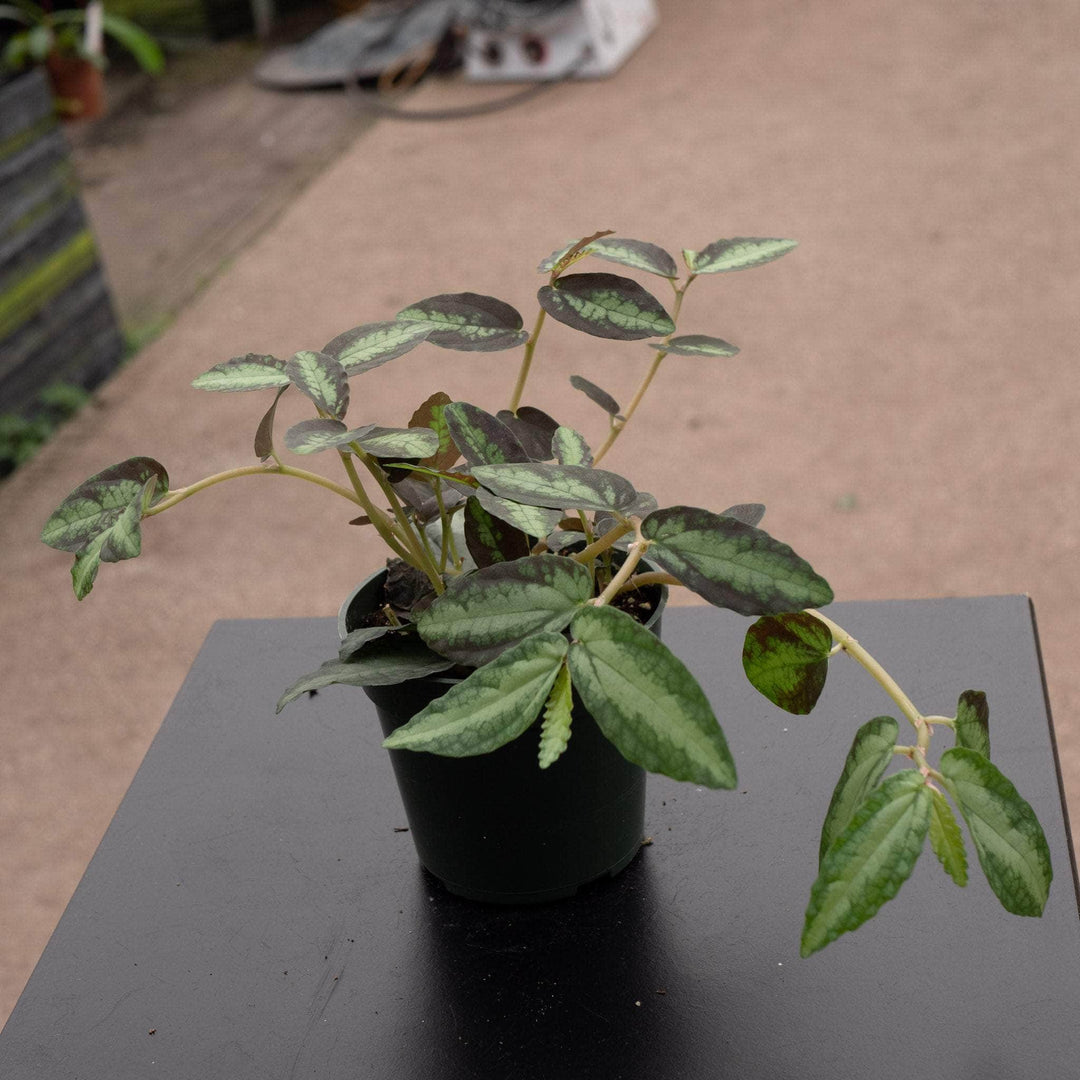 Gabriella Plants All 4" Procris repens 'Watermelon Begonia'