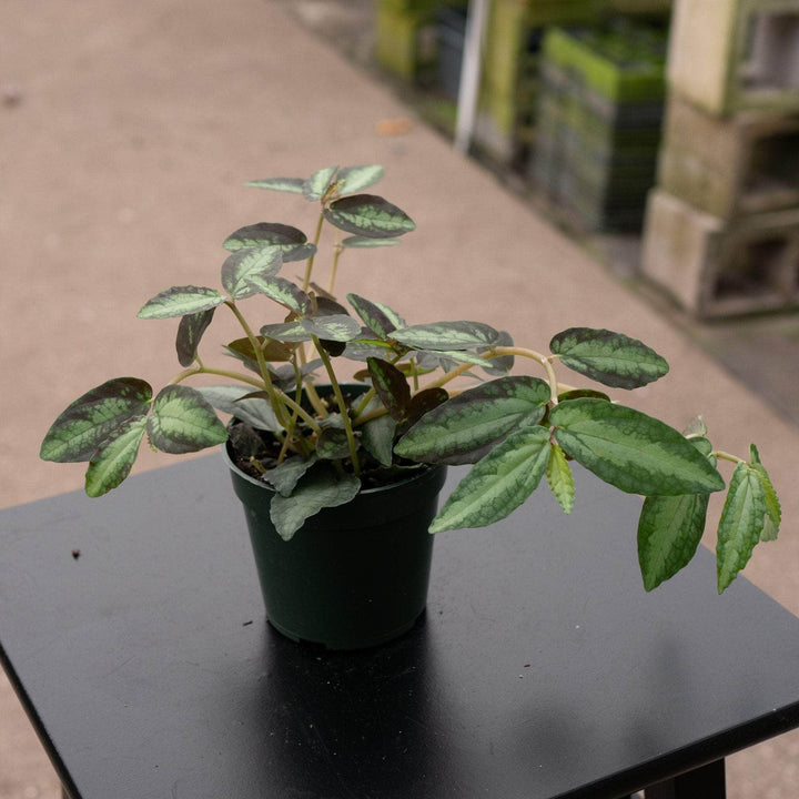 Gabriella Plants All 4" Procris repens 'Watermelon Begonia'