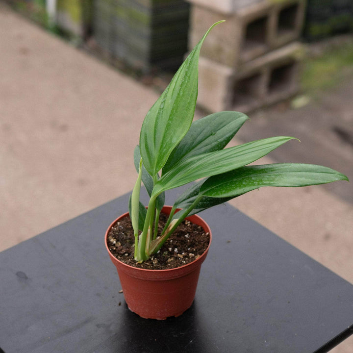 Gabriella Plants Other 4" Rhaphidophora decursiva