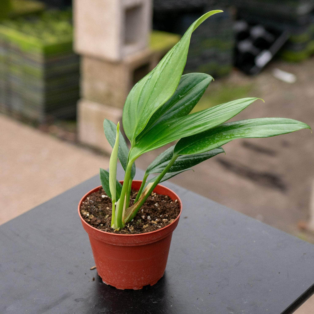 Gabriella Plants Other 4" Rhaphidophora decursiva