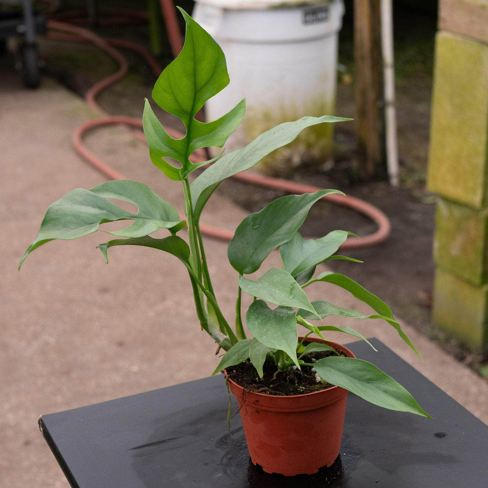 Gabriella Plants Other Rhaphidophora tetrasperma