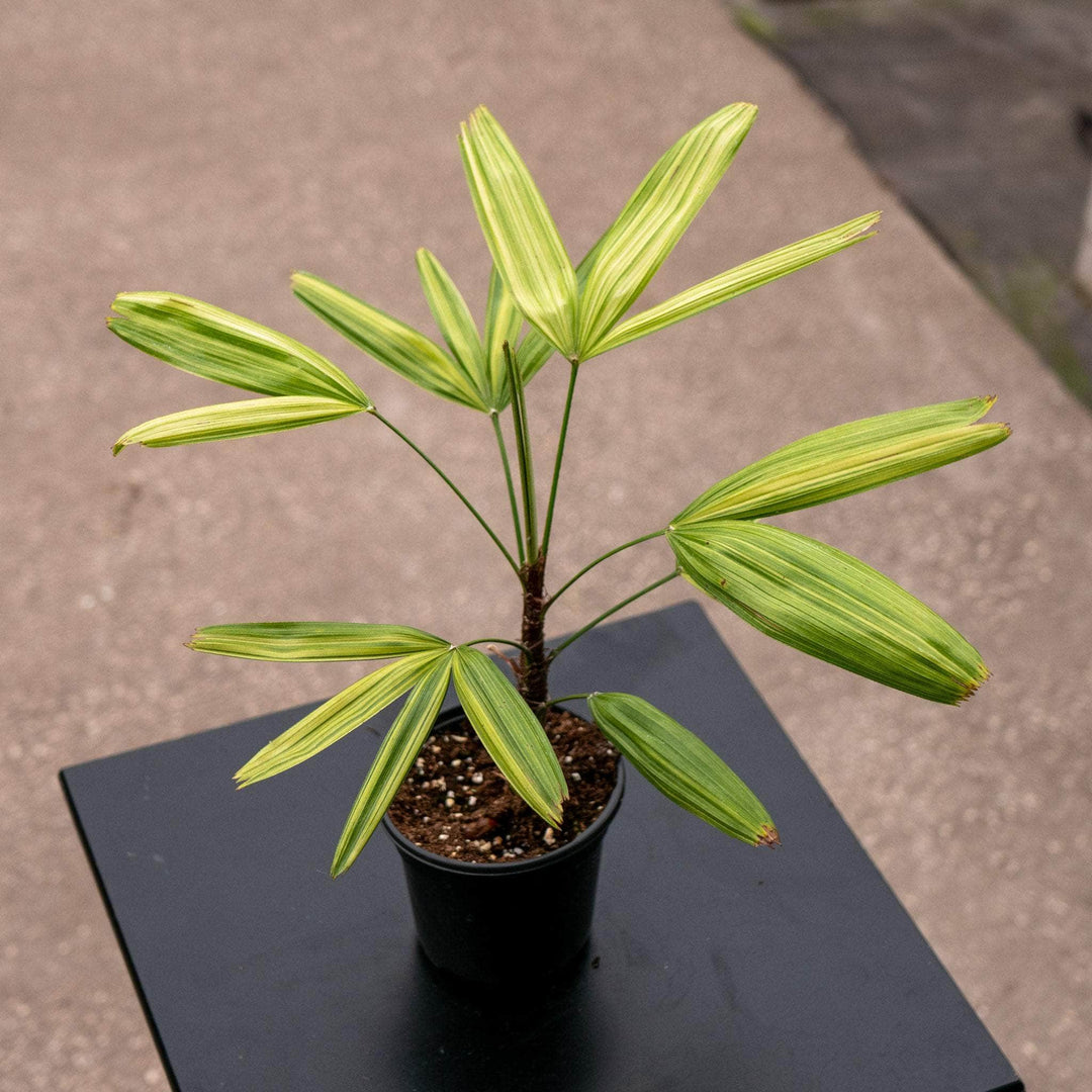 Gabriella Plants Palms 4" Rhapis excelsa 'Zuikonishiki'