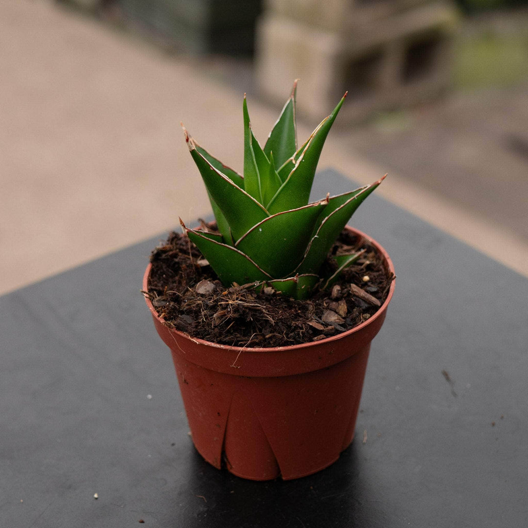 Gabriella Plants Sansevieria 4" Sansevieria 'Abbey Crown'