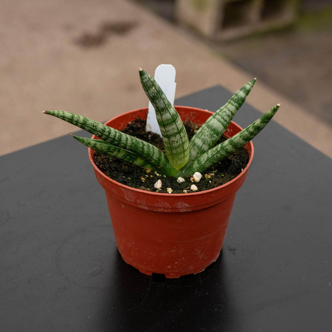 Gabriella Plants 4" Sansevieria boncellensis 'Starfish'