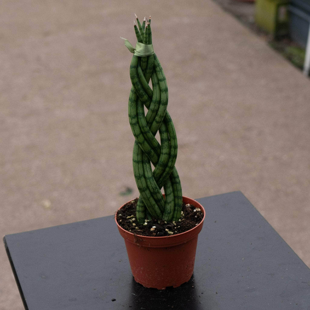 Gabriella Plants Sansevieria 4 Sansevieria cylindrica Braid