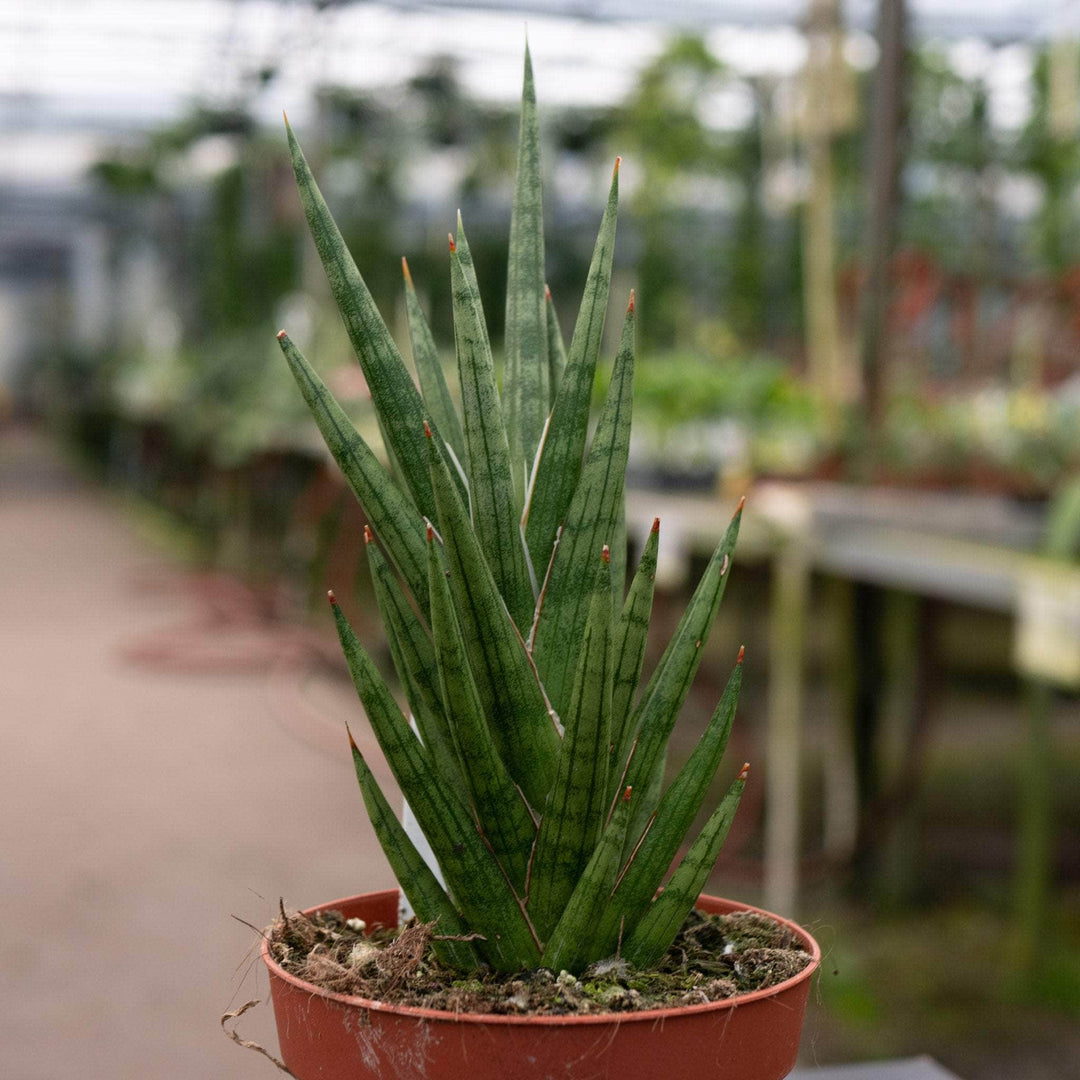 Gabriella Plants Sansevieria 4 Sansevieria francisii