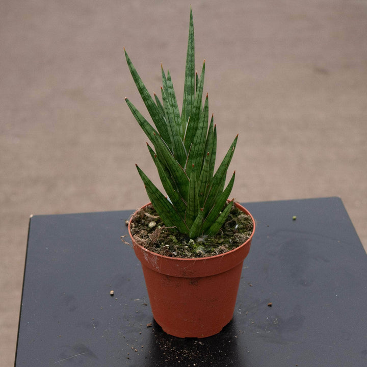 Gabriella Plants Sansevieria 4 Sansevieria francisii