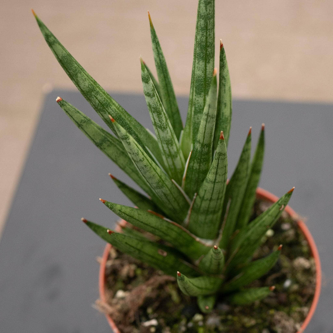 Gabriella Plants Sansevieria 4 Sansevieria francisii