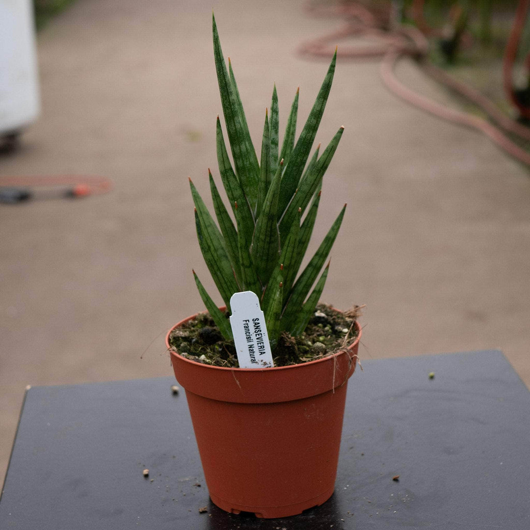 Gabriella Plants Sansevieria 4 Sansevieria francisii