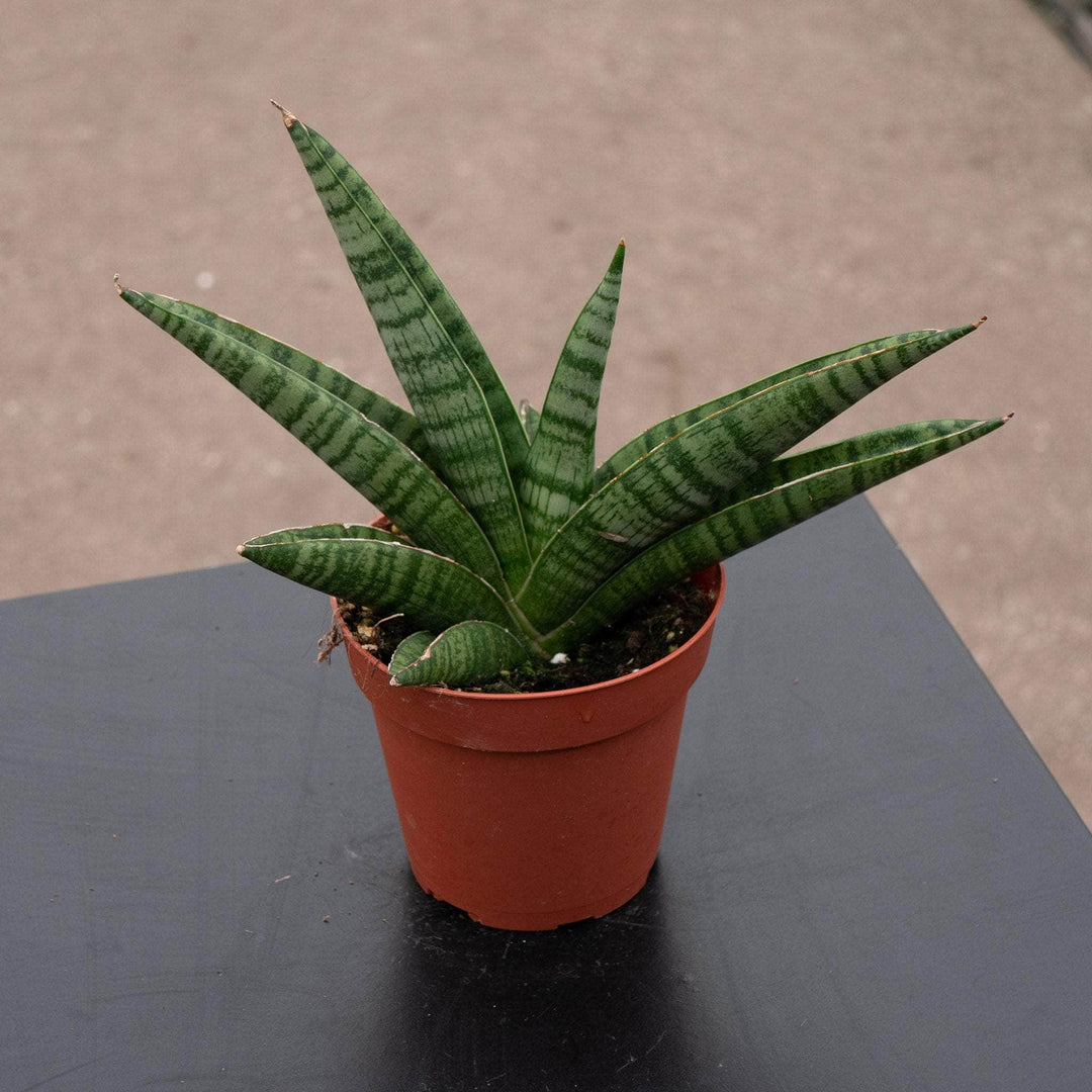 Gabriella Plants Sansevieria 4" Sansevieria 'Gojo'