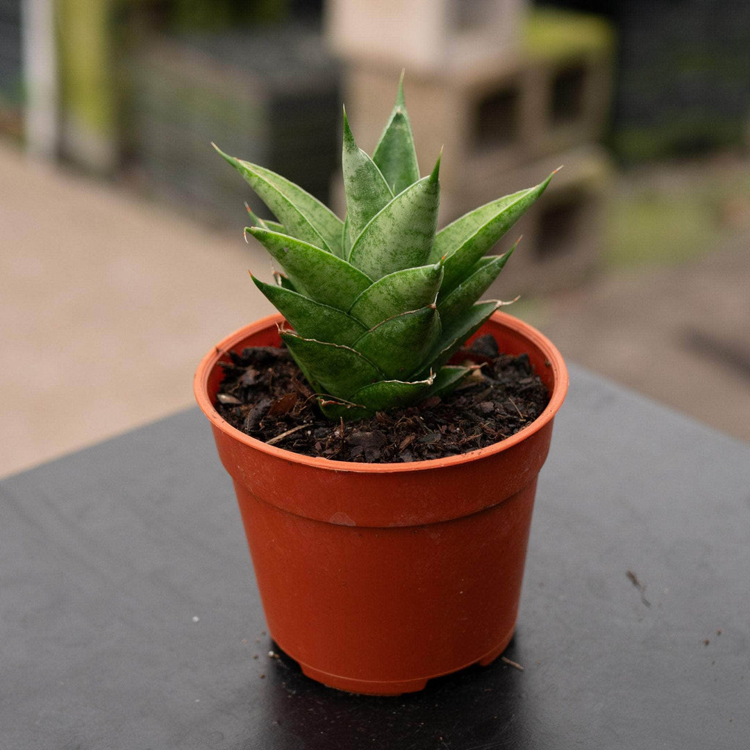 Gabriella Plants Sansevieria 4" Sansevieria 'Jade Pagoda'