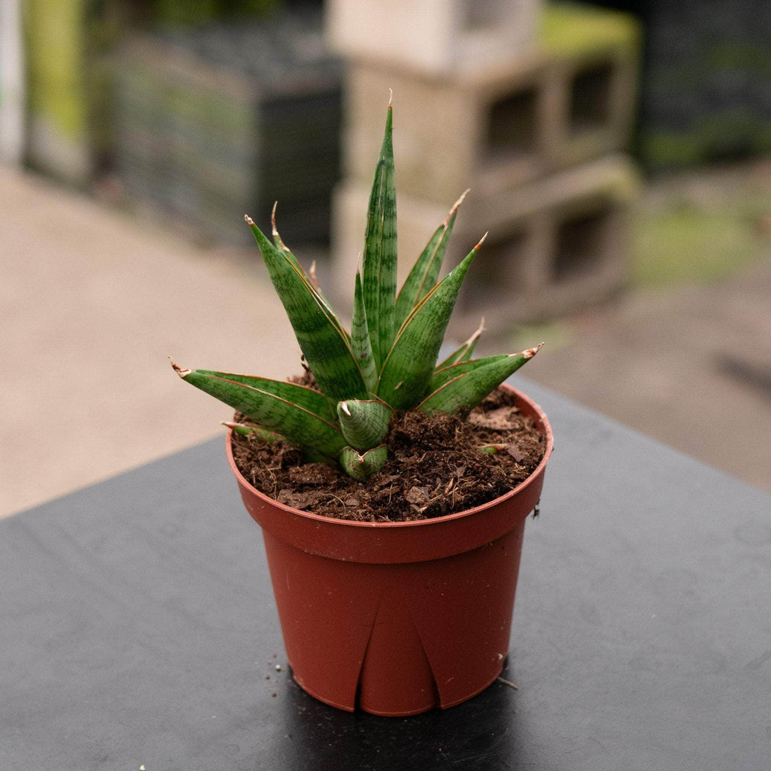 Gabriella Plants Sansevieria 4" Sansevieria 'Jewel Crown'