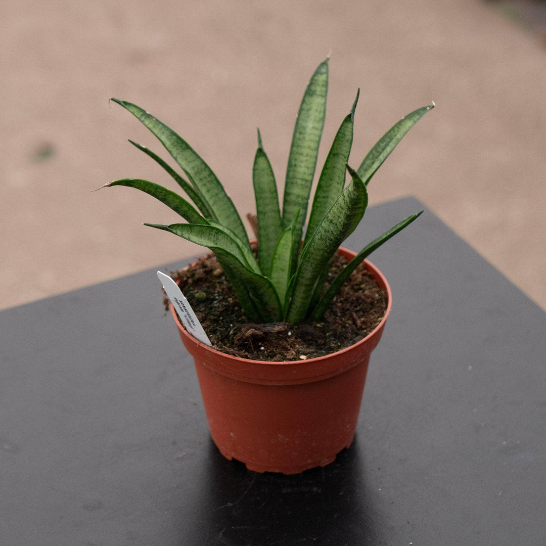 Gabriella Plants Sansevieria 4" Sansevieria 'Lilliput'