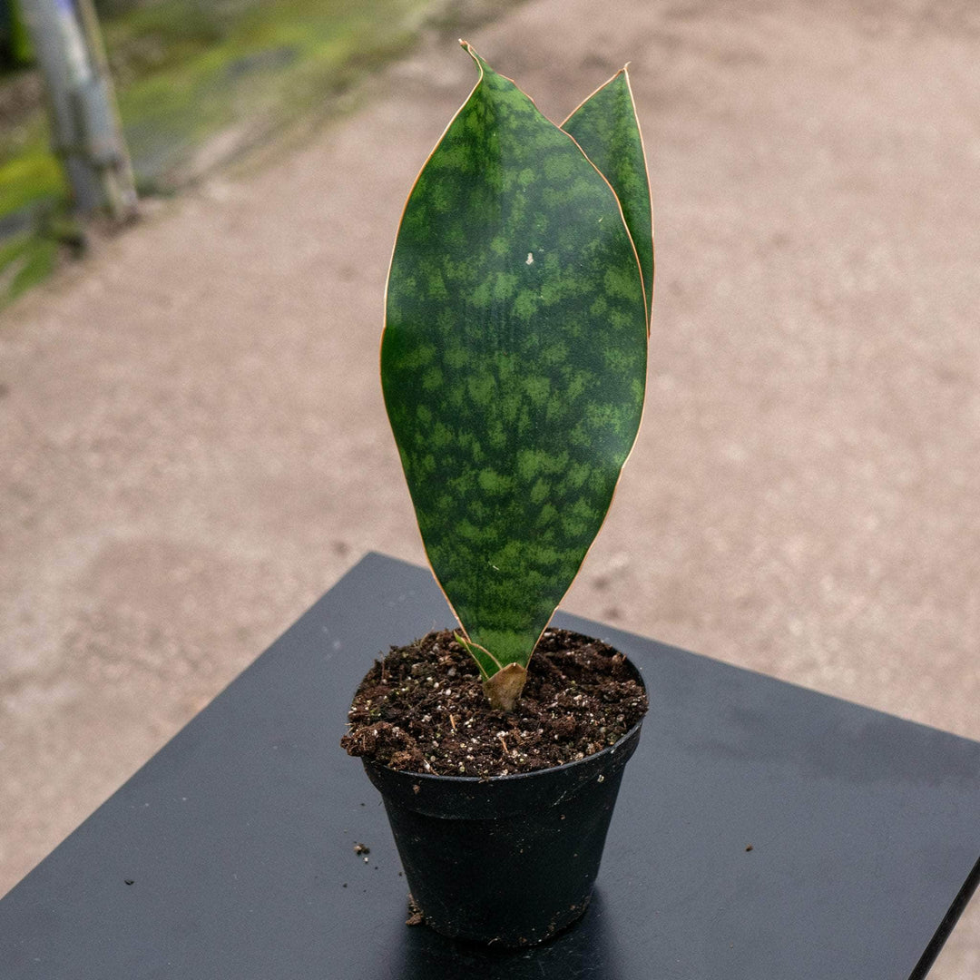 Gabriella Plants Sansevieria 4 Sansevieria masoniana "Whale Fin"