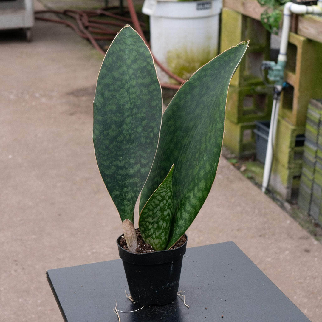 Gabriella Plants Sansevieria 4 Sansevieria masoniana "Whale Fin"