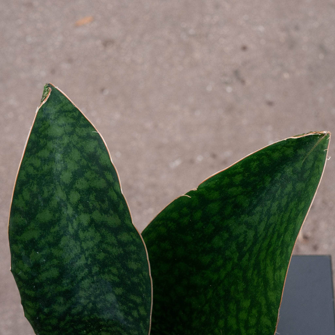 Gabriella Plants Sansevieria Sansevieria masoniana "Whale Fin"