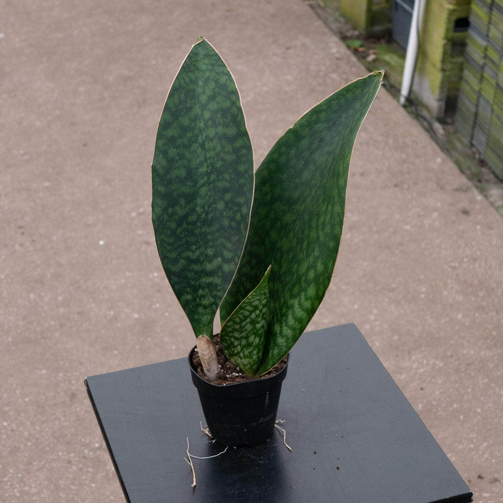 Gabriella Plants Sansevieria Sansevieria masoniana "Whale Fin"