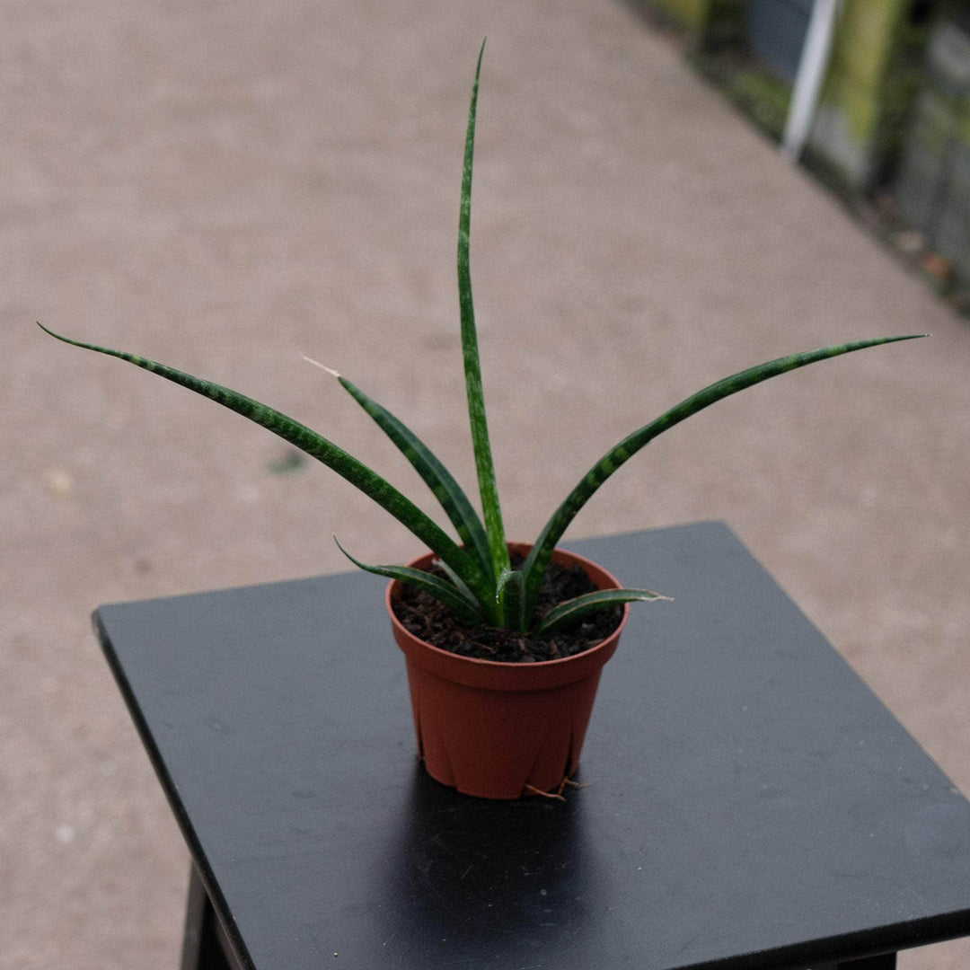 Gabriella Plants Sansevieria 4" Sansevieria 'Mikado'