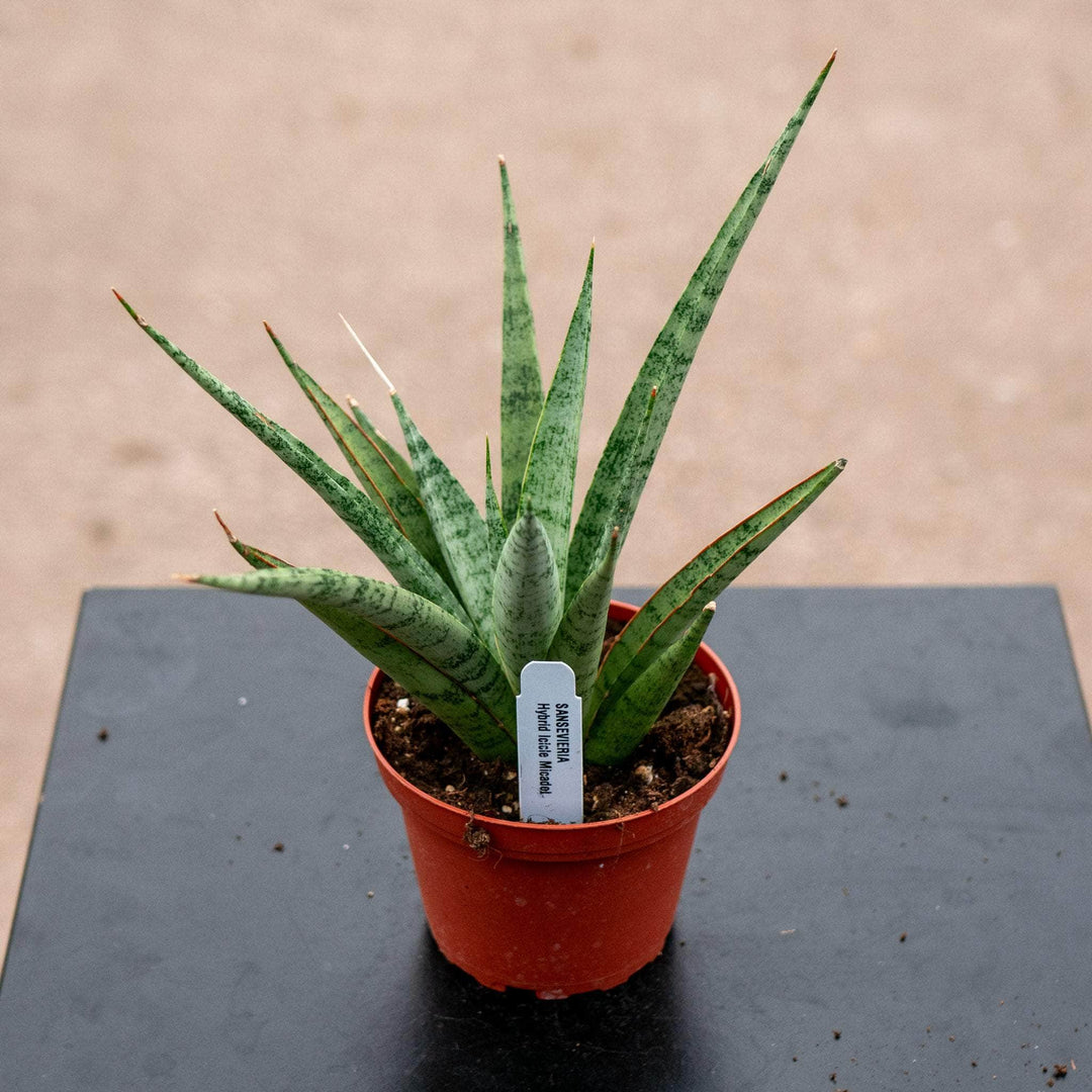 Gabriella Plants Sansevieria 4" Sansevieria ‘Mikado Icicle’