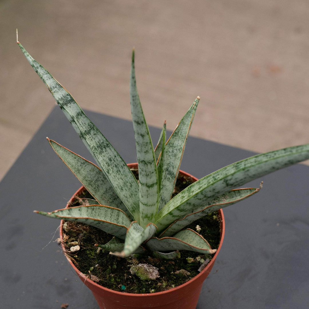 Gabriella Plants Sansevieria 4" Sansevieria ‘Mikado Icicle’