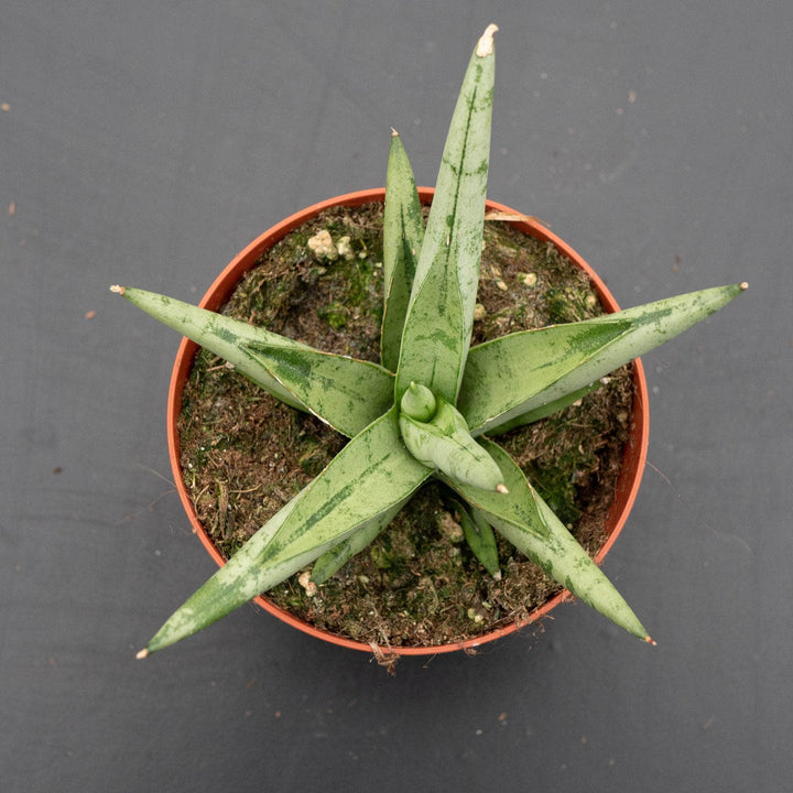 Gabriella Plants Sansevieria 4" Sansevieria 'Silver Crown'