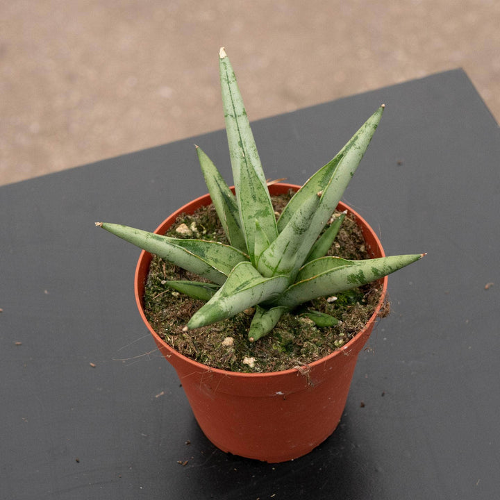 Gabriella Plants Sansevieria 4" Sansevieria 'Silver Crown'