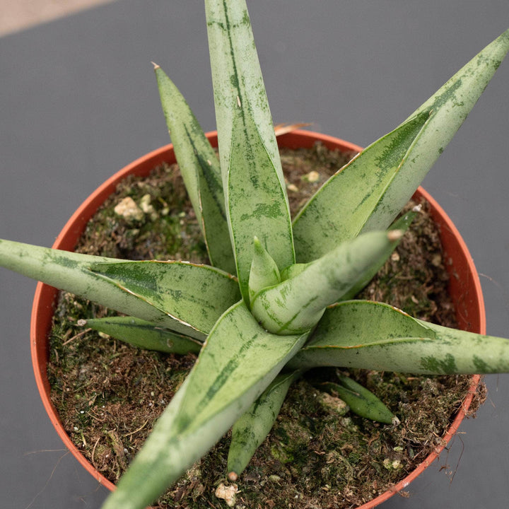 Gabriella Plants Sansevieria 4" Sansevieria 'Silver Crown'