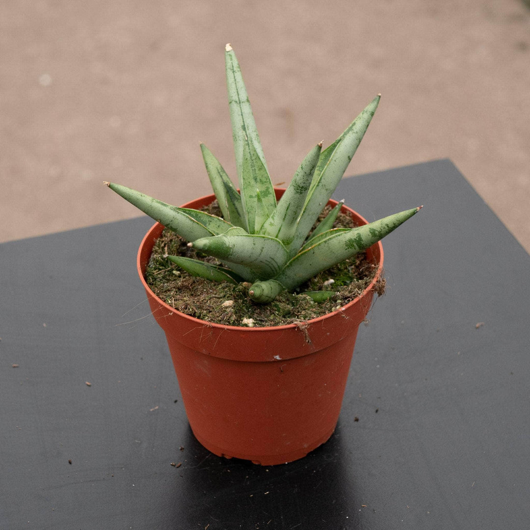 Gabriella Plants Sansevieria 4" Sansevieria 'Silver Crown'