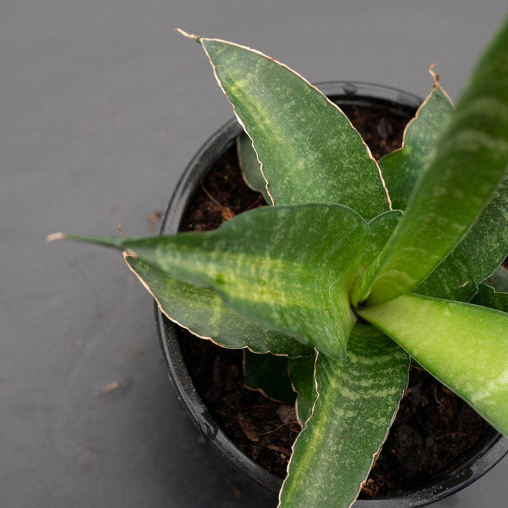 Gabriella Plants Sansevieria 4" Sansevieria 'Star Ming'