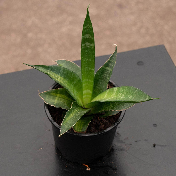 Gabriella Plants Sansevieria 4" Sansevieria 'Star Ming'