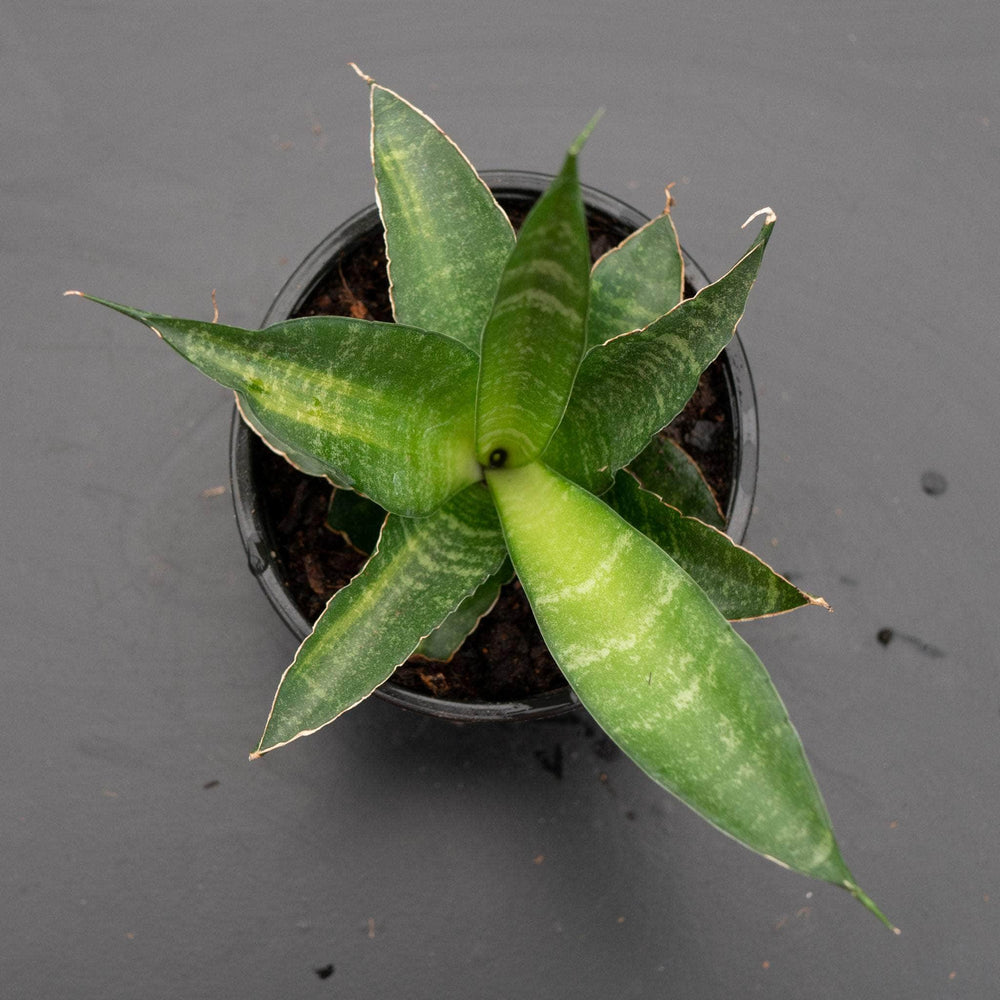 Gabriella Plants Sansevieria 4" Sansevieria 'Star Ming'