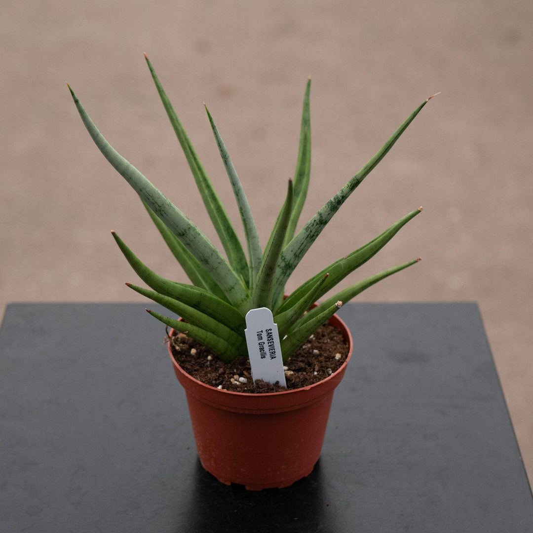 Gabriella Plants Sansevieria 4" Sansevieria ‘Tom Gracilis’