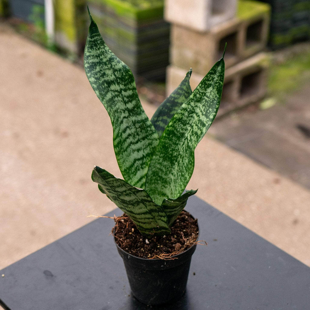 Gabriella Plants Sansevieria 4 Sansevieria trifasciata 'Black Coral'