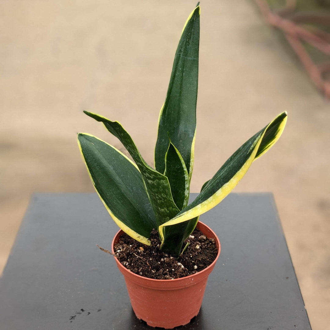 Gabriella Plants Sansevieria 4" Sansevieria trifasciata 'Black Gold' Compacta