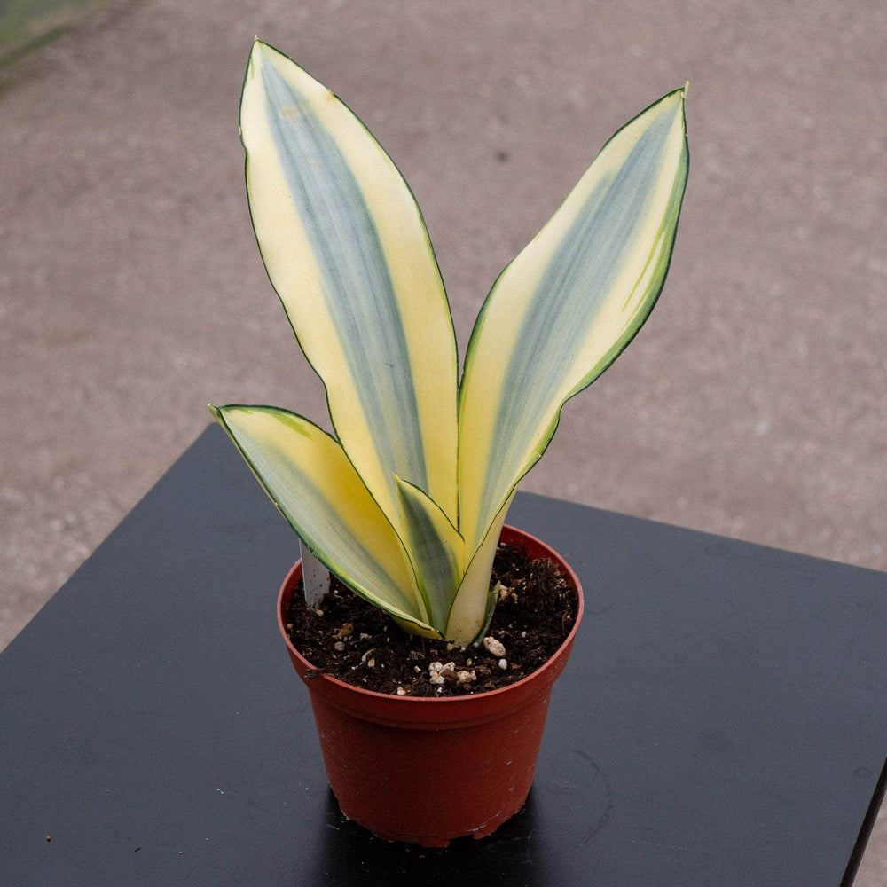 Gabriella Plants Sansevieria 4" Sansevieria trifasciata 'Ghost'