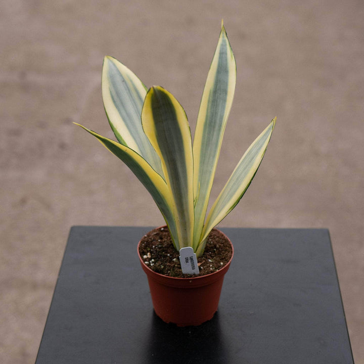 Gabriella Plants Sansevieria 4" Sansevieria trifasciata 'Ghost'