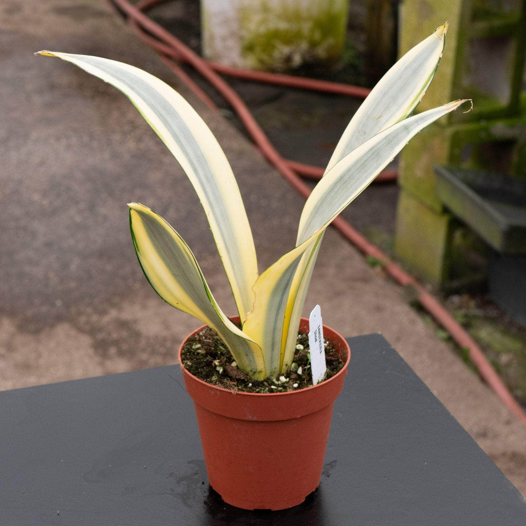 Gabriella Plants Sansevieria 4" Sansevieria trifasciata 'Ghost'