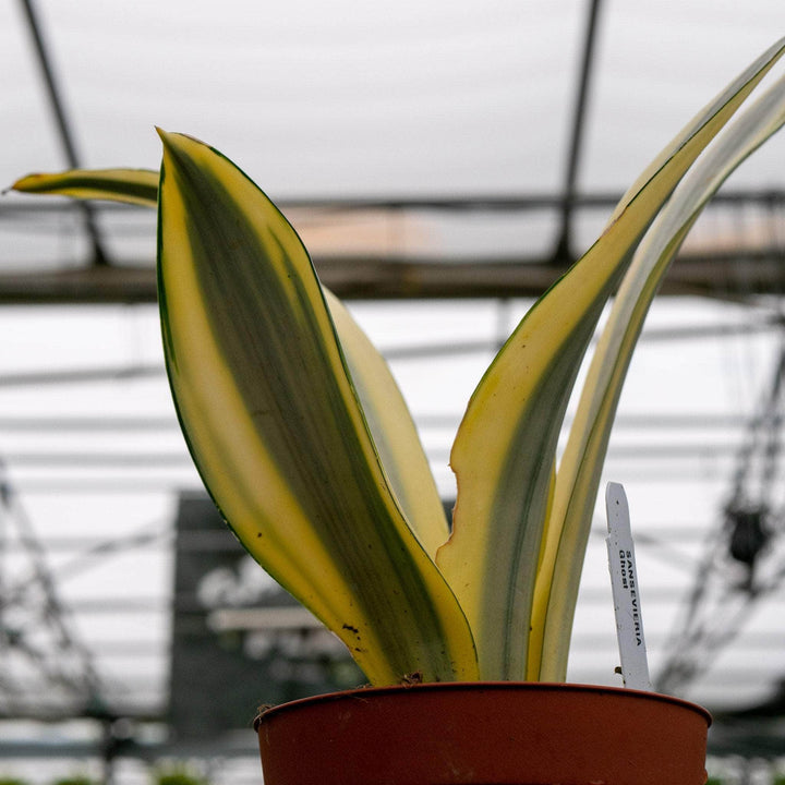 Gabriella Plants Sansevieria 4" Sansevieria trifasciata 'Ghost'