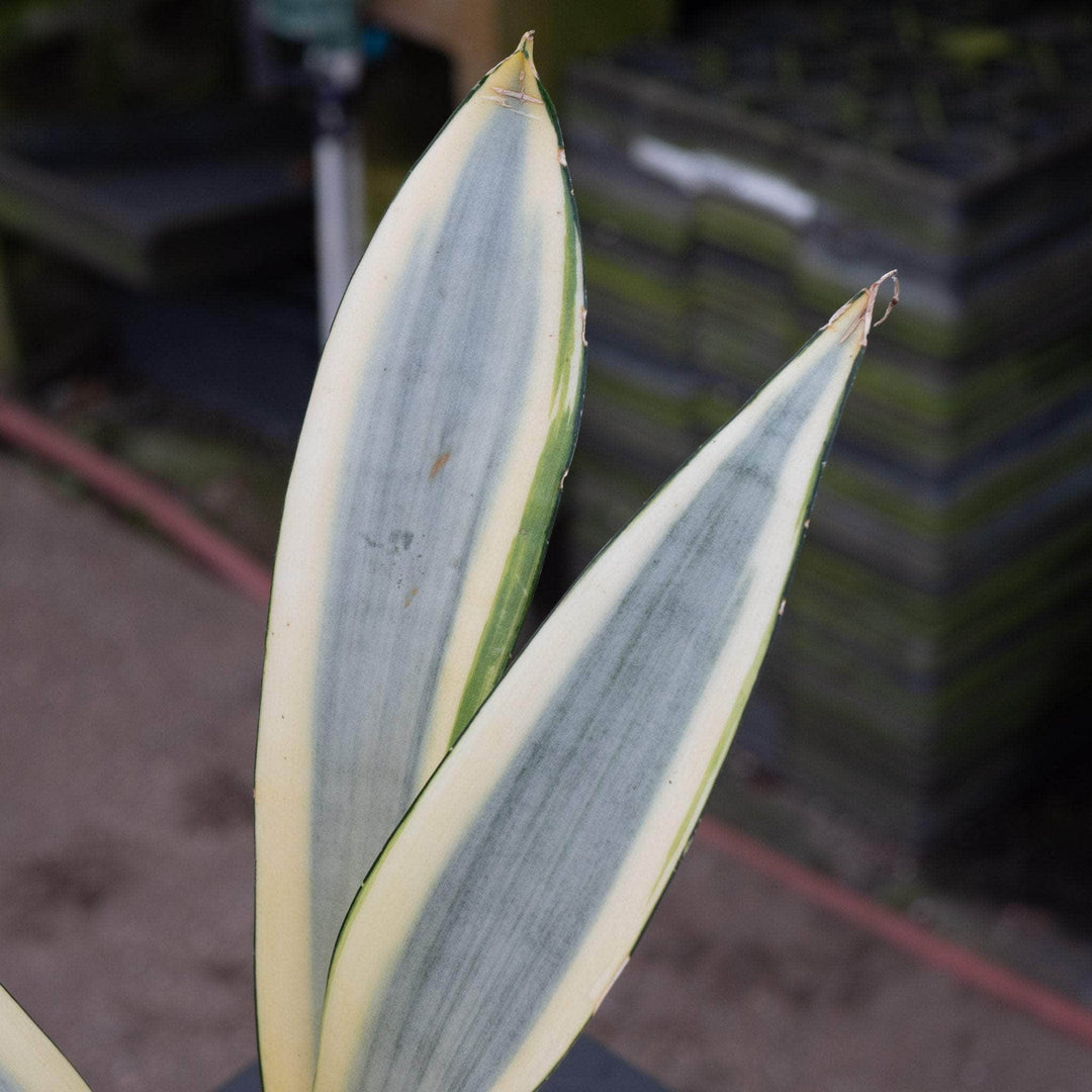 Gabriella Plants Sansevieria 4" Sansevieria trifasciata 'Ghost'