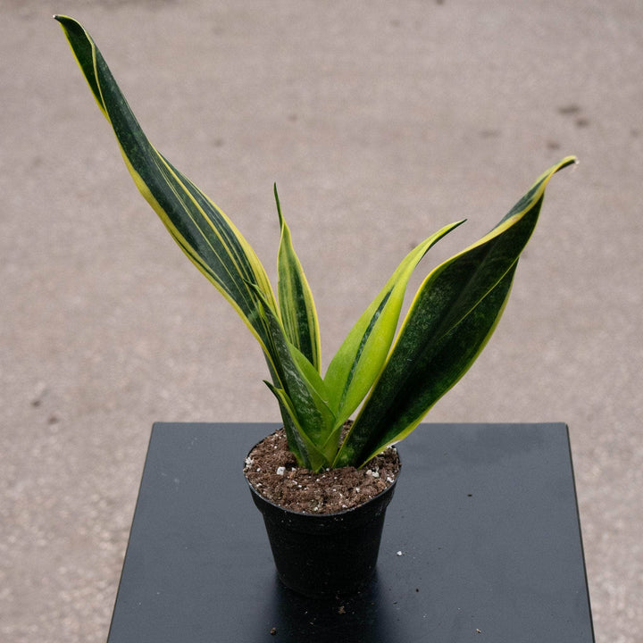 Gabriella Plants Sansevieria 4” Sansevieria trifasciata 'Golden Flame'