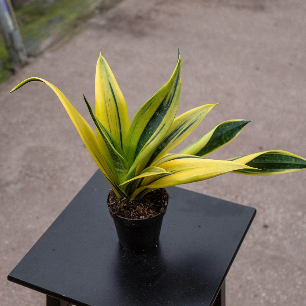 Gabriella Plants Sansevieria 4” Sansevieria trifasciata 'Golden Flame'