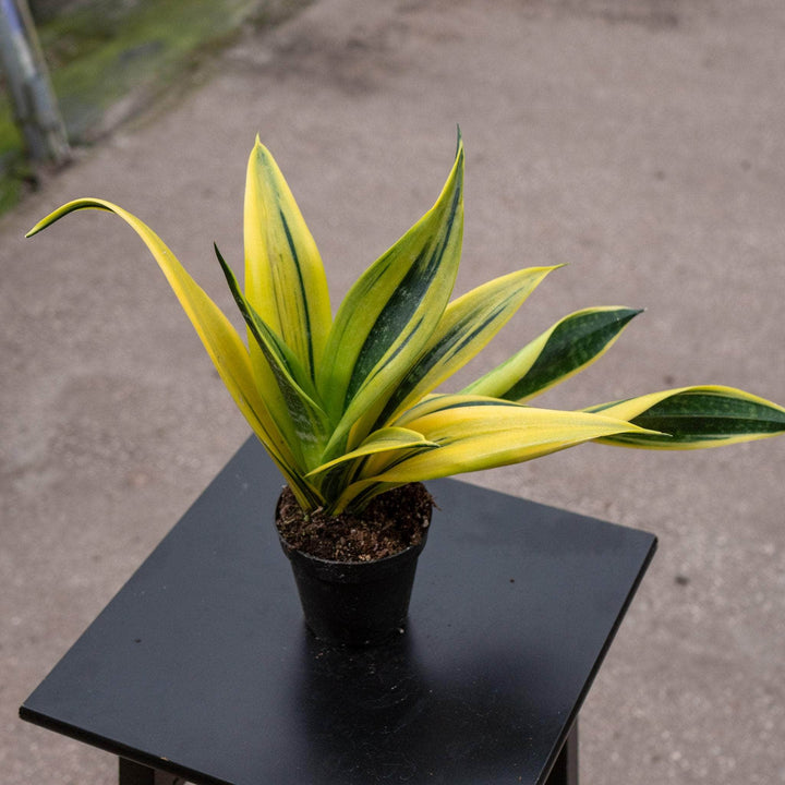 Gabriella Plants Sansevieria 4” Sansevieria trifasciata 'Golden Flame'