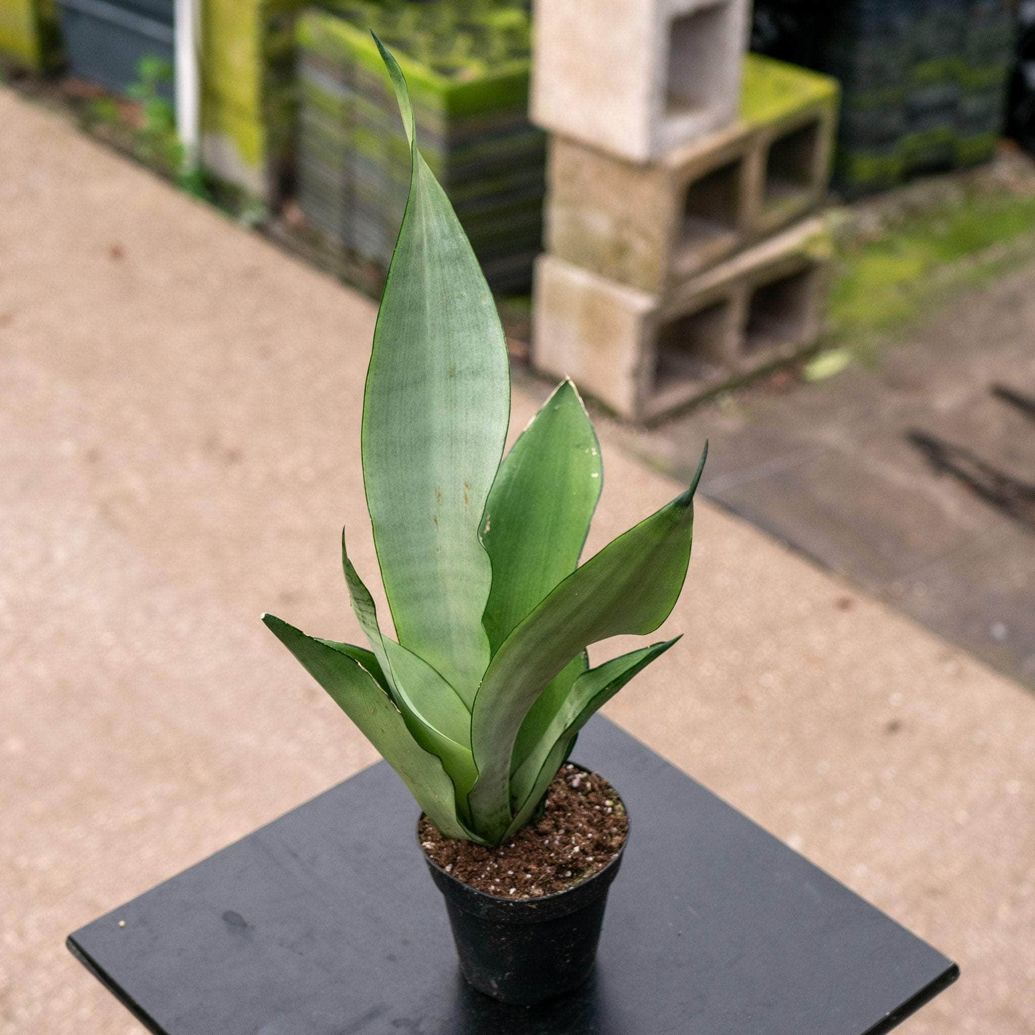 Sansevieria Brazilian Moonshine (#A526)* | Rare Species Of cheapest Moonshine Plants