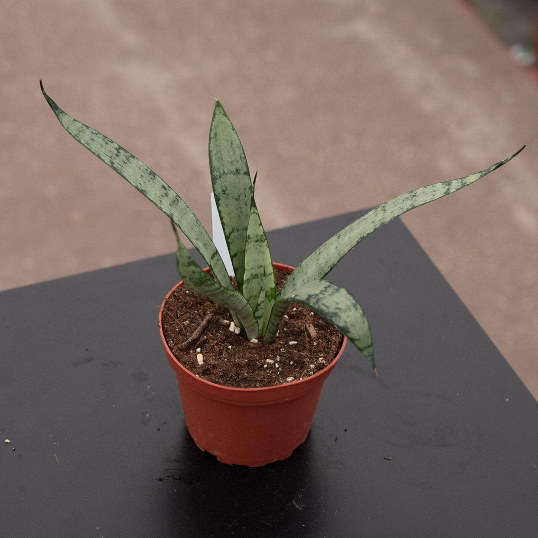 Gabriella Plants Sansevieria 4" Sansevieria trifasciata 'Silver Princess'