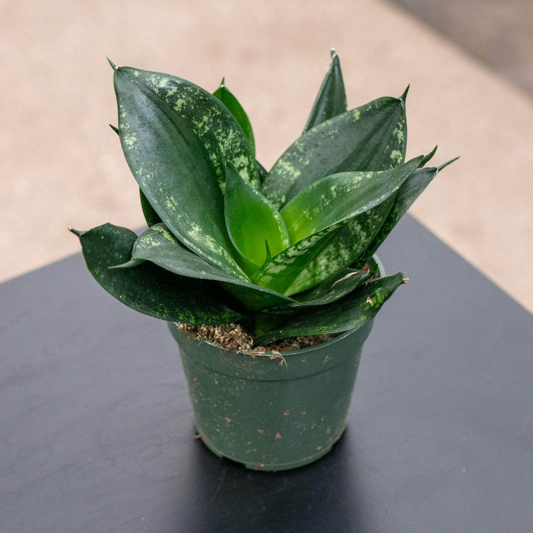 Gabriella Plants Sansevieria 4" Sansevieria trifasciata 'Whitney'