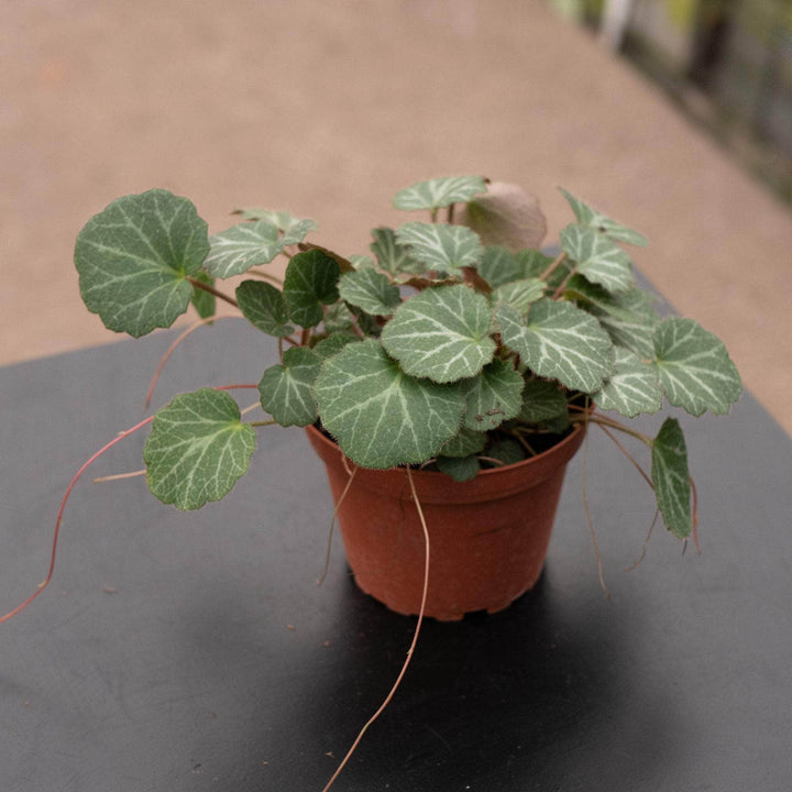 Gabriella Plants Begonia 4" Saxifraga stolonifera "Strawberry Begonia"