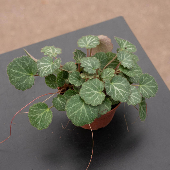 Gabriella Plants Begonia 4" Saxifraga stolonifera "Strawberry Begonia"